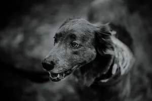 A captivating black and white portrait highlighting a dog's expressive eyes and subtle details. jigsaw puzzle