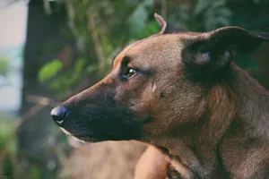 Side profile of a dog outdoors, captured in natural lighting and setting. jigsaw puzzle