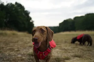 Two Dachshund dogs in red vests exploring a grassy field on a cloudy day. jigsaw puzzle