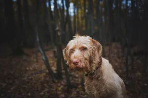 A charming dog stands in a serene forest during autumn, surrounded by fallen leaves. jigsaw puzzle