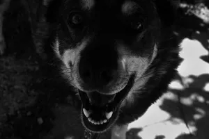 Black and white close-up of a friendly dog with a focus on its smiling face and expressive eyes. jigsaw puzzle