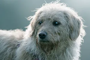 A detailed photo capturing the serene expression of a wet, scruffy dog outdoors. jigsaw puzzle
