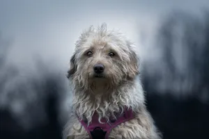A cute fluffy dog with curly fur and a pink harness sits outdoors, looking at the camera. jigsaw puzzle