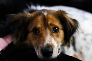 Charming close-up of a cute puppy with soft fur looking directly at the camera, showcasing innocent eyes. jigsaw puzzle