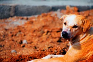 A calm dog lying on sunlit soil, showcasing a peaceful outdoor moment. jigsaw puzzle
