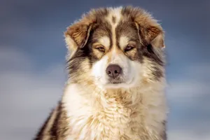 Close-up of a fluffy Alaskan Malamute with a blue sky background, showcasing its thick fur jigsaw puzzle