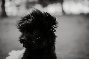 A close-up black and white photo of a black dog with expressive eyes captured outdoors. jigsaw puzzle