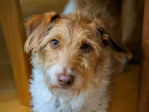 Charming close-up of a Jack Russell Terrier indoors, showcasing its expressive eyes. jigsaw puzzle