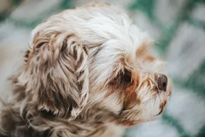 Adorable fluffy dog with curly fur enjoying a bright day outdoors, showcasing soft textures and warm tones. jigsaw puzzle