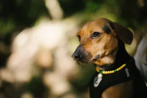 Close-up of a beagle mix dog wearing beads enjoying a sunny day outdoors. Perfect for pet lifestyle imagery. jigsaw puzzle
