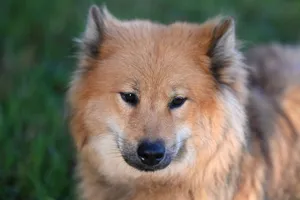 Close-up of a Eurasian Spitz dog with fluffy fur, captured outdoors on a sunny day. jigsaw puzzle