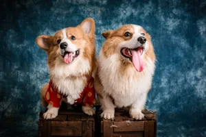 Two cute Pembroke Welsh Corgis posing on wooden crates in a studio setting. jigsaw puzzle