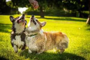 Two wet Corgis playfully engage under a sunny sky in Haifa's park. jigsaw puzzle