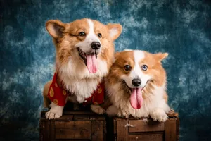 Two adorable Pembroke Welsh Corgis posing in a studio setting. jigsaw puzzle