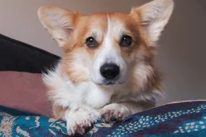 Portrait of a Pembroke Welsh Corgi dog lounging comfortably indoors with a cozy expression. jigsaw puzzle