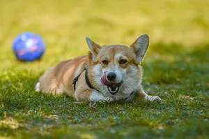 A cute Corgi dog relaxes in the sun, licking its lips on a grass lawn with a toy nearby. jigsaw puzzle