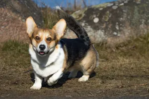 A happy Corgi dog running on grass beside rocks in Jönköping, Sweden. Captured during daytime. jigsaw puzzle