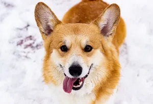 Happy Pembroke Welsh Corgi playing in the snow, tongue out, close-up. jigsaw puzzle