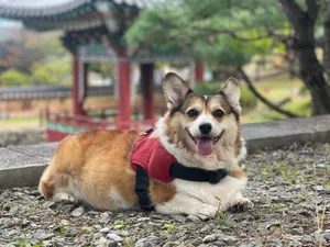 Corgi dog lying on gravel in a park wearing a red harness, smiling with tongue out. jigsaw puzzle