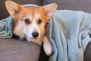 Adorable corgi resting indoors on a sofa covered with a soft blue blanket. jigsaw puzzle