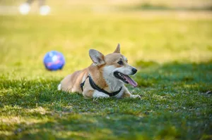 Cute Welsh Corgi dog lying on grass with ball in background, captured in daylight. jigsaw puzzle