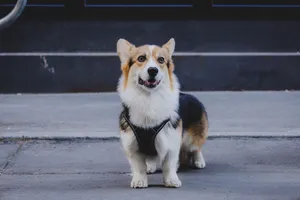 Adorable corgi with a harness on a Budapest street, showcasing urban life. jigsaw puzzle