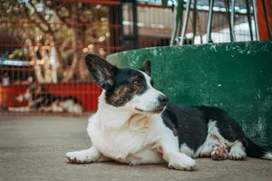 A cute Corgi dog lies comfortably on outdoor pavement, enjoying a peaceful day. jigsaw puzzle