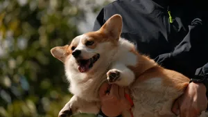 A cheerful Corgi is held by a person outdoors in the scenic area of Dali, Yunnan, China. jigsaw puzzle