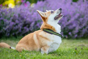 A charming corgi with a collar enjoying a sunny day in a blooming garden. jigsaw puzzle