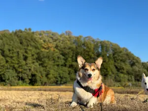 Adorable corgi enjoying a sunny day in a lush green meadow with clear blue skies. jigsaw puzzle