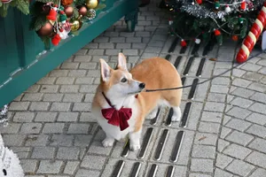 Cute Corgi wearing a red bow tie amidst Christmas decorations outdoors on a paved path. jigsaw puzzle