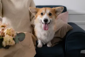 Cute corgi sitting on a couch with flowers in a cozy indoor setting. jigsaw puzzle