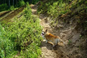 A cheerful Corgi dog exploring a lush forest trail on a sunny summer day. jigsaw puzzle