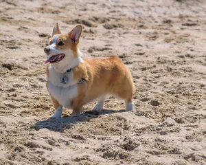 A lively corgi on a sandy beach enjoying a sunny day, full of energy and excitement. jigsaw puzzle