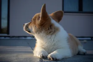 Adorable corgi puppy lounging outside in the sunlight. Captured in Italy. jigsaw puzzle