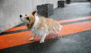 Welsh Corgi Pembroke with wet fur shaking off aqua on pavement with marking lines in daytime jigsaw puzzle