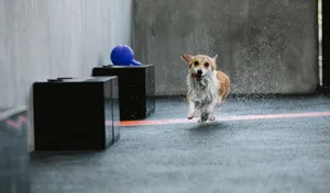 Active purebred dog with wet coat running fast with ball in mouth on walkway in daylight jigsaw puzzle