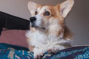Adorable corgi lounging on a vibrant patterned blanket looking thoughtful. jigsaw puzzle