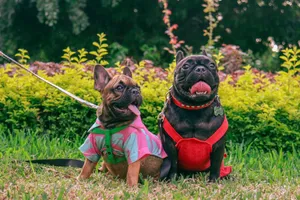 Adorable French Bulldogs sitting on grass in vibrant outfits, ready for a playful day outdoors. jigsaw puzzle