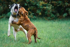 Two energetic bulldogs play and wrestle on a grassy field, showcasing vibrant outdoor activity. jigsaw puzzle