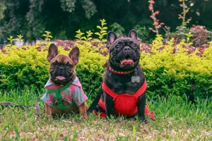 Two French Bulldogs in vibrant outfits enjoying the outdoors on a grassy lawn. jigsaw puzzle