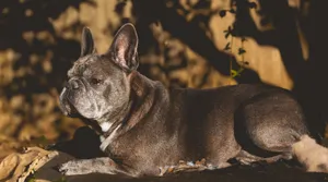 French Bulldog relaxing in a sunlit garden setting with natural shadows. jigsaw puzzle