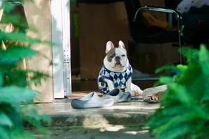 A French Bulldog wearing a sweater sitting near the doorway, enjoying sunlight. jigsaw puzzle