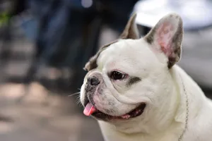 Adorable French Bulldog panting outdoors. Perfect for pet lovers and animal enthusiasts. jigsaw puzzle