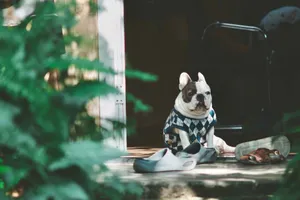 A French Bulldog wearing an argyle sweater sits calmly on a porch surrounded by shoes and greenery. jigsaw puzzle