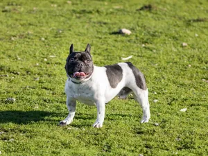 Adorable French Bulldog enjoying outdoors on lush grass in Granada, Spain. jigsaw puzzle