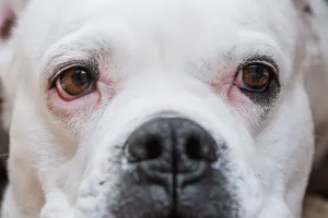Adorable close-up of a white bulldog's face, highlighting its expressive eyes. jigsaw puzzle