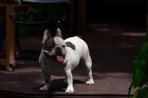 French Bulldog enjoying the outdoors on a wooden deck under sunlight. jigsaw puzzle