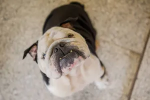 Top view of curious cute bulldog sitting on floor while waiting for food jigsaw puzzle