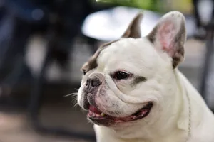 Close-up of a smiling French Bulldog enjoying a day outdoors. Perfect for pet enthusiasts. jigsaw puzzle